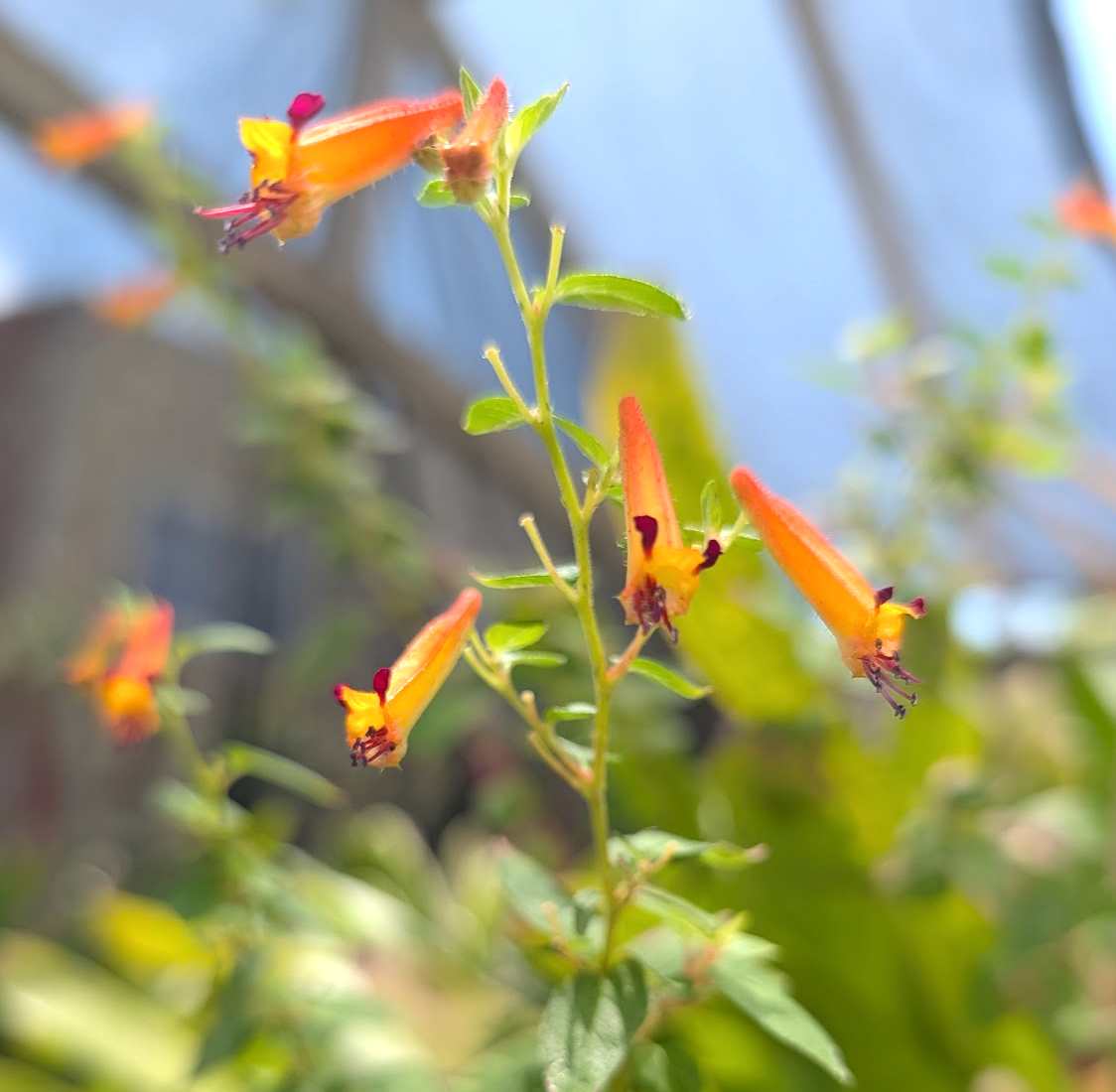 Cuphea 'Strybing Sunset'