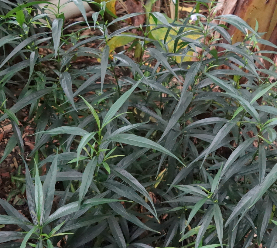 Strobilanthes persicifolia (anisophylla)