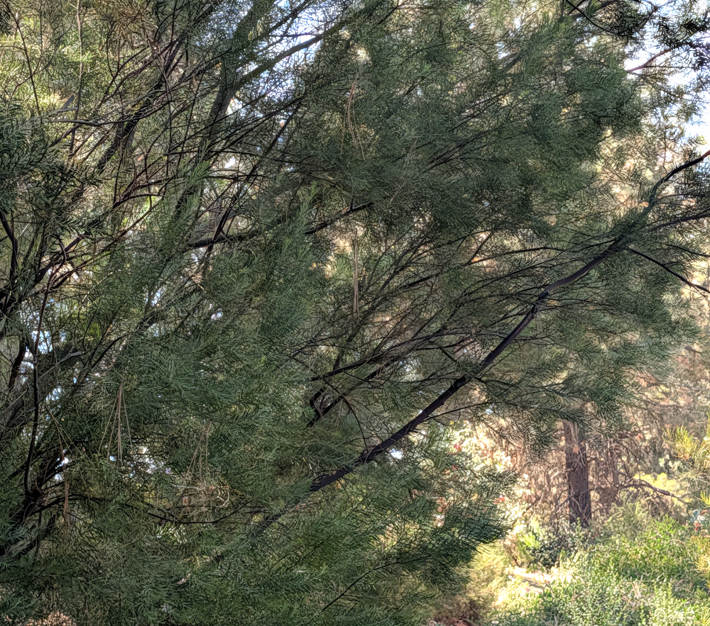 Acacia boormanii