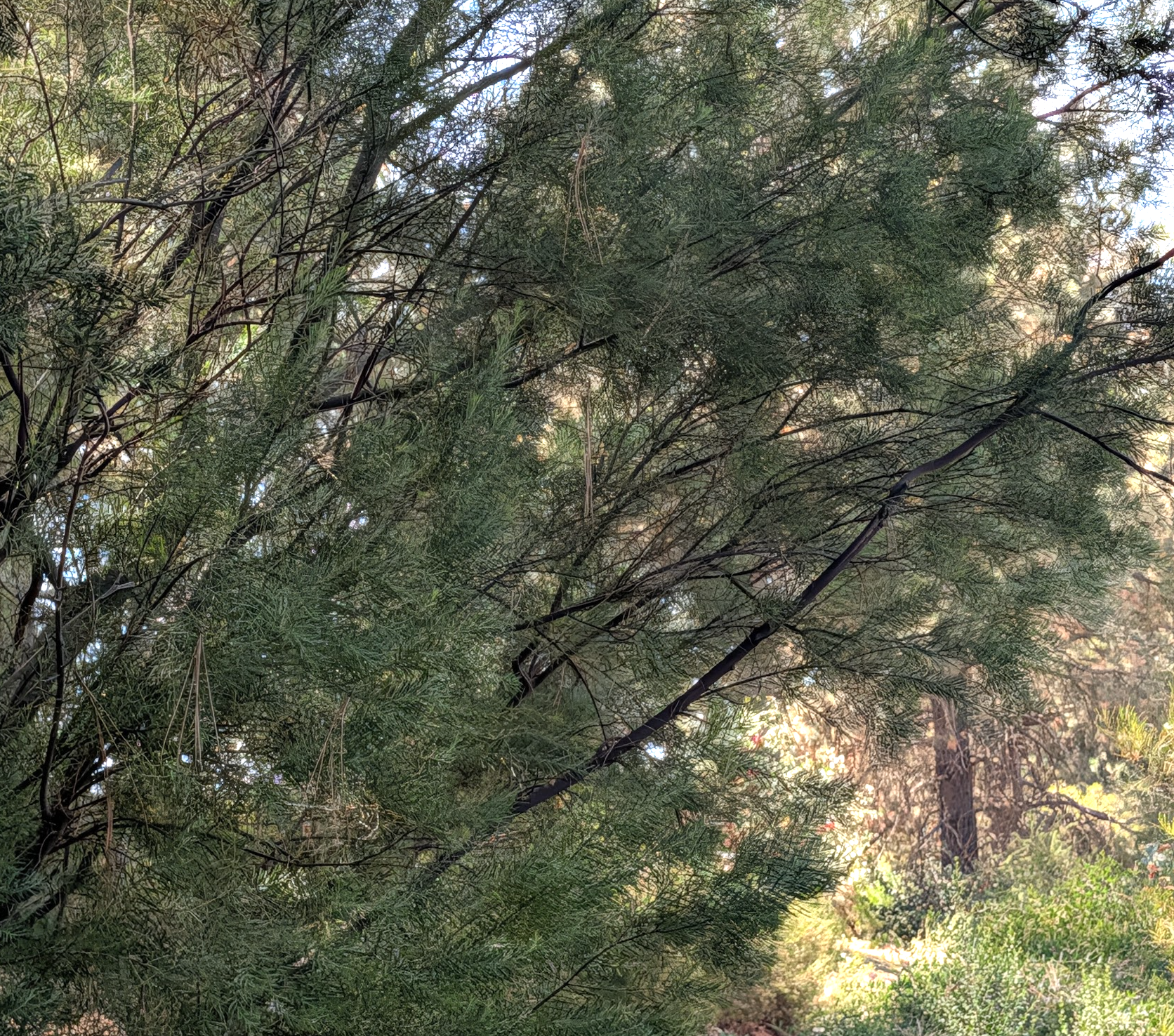 Acacia boormanii