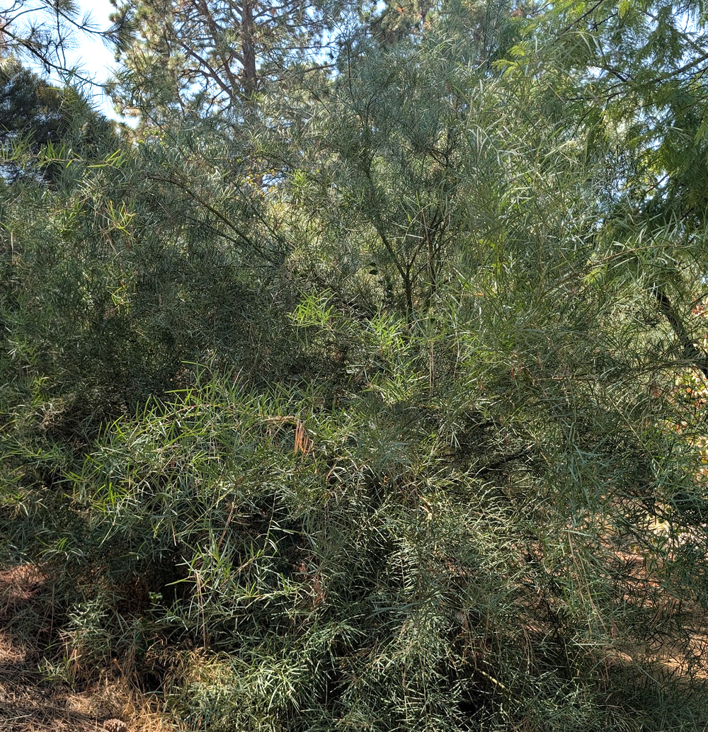Acacia iteaphylla