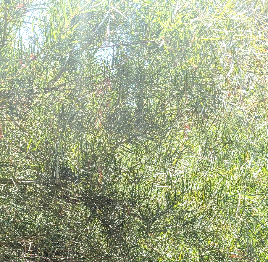 Acacia iteaphylla