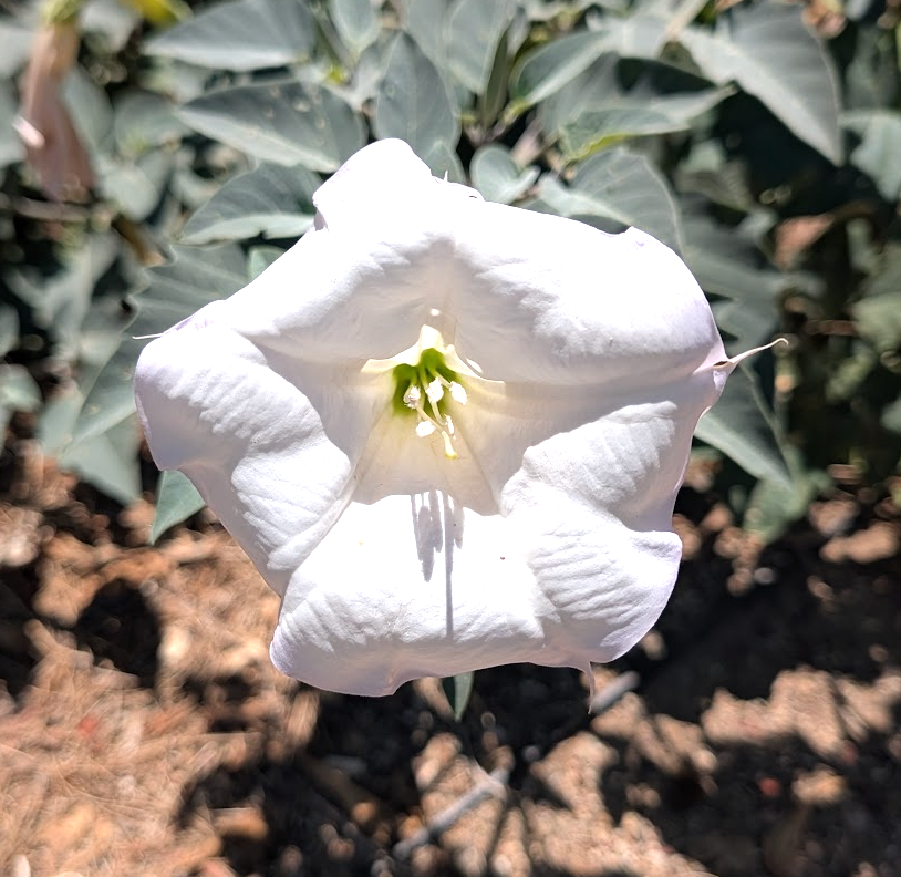 Datura wrightii (meteloides)