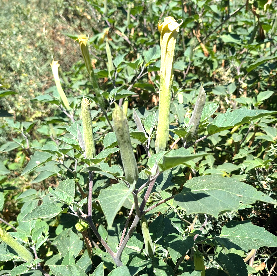 Datura wrightii (meteloides)