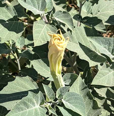 Datura wrightii (meteloides)