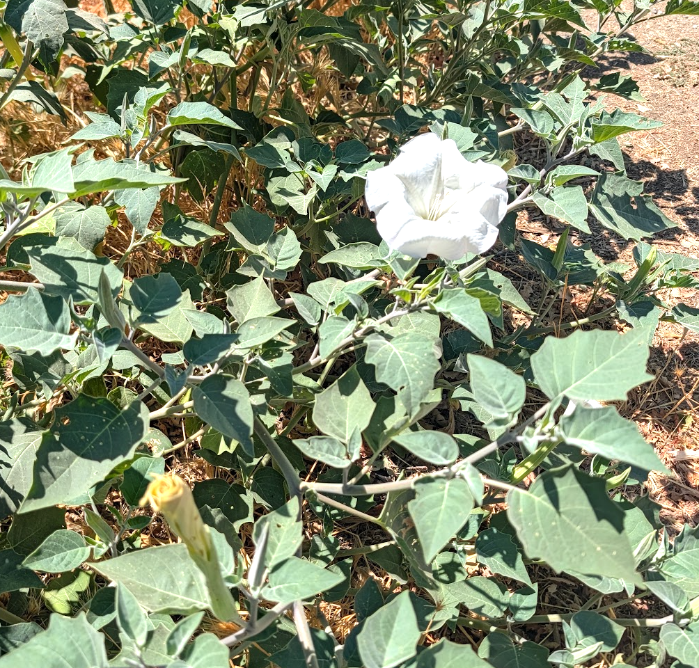 Datura wrightii (meteloides)