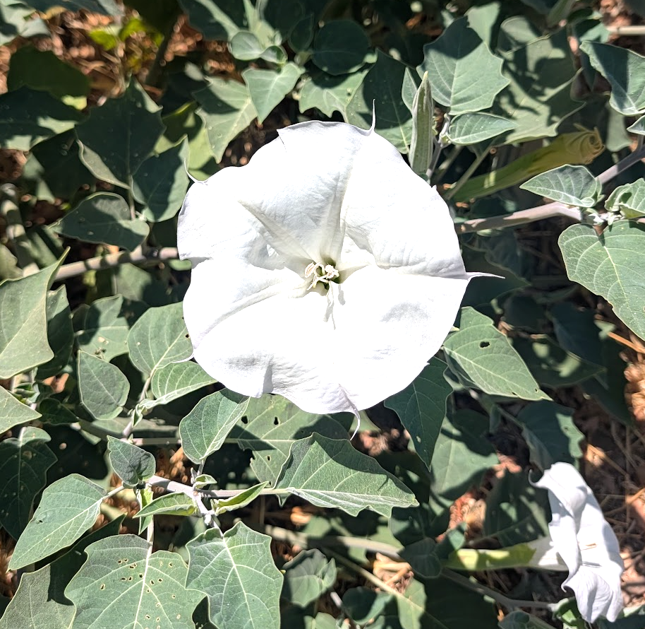 Datura wrightii (meteloides)