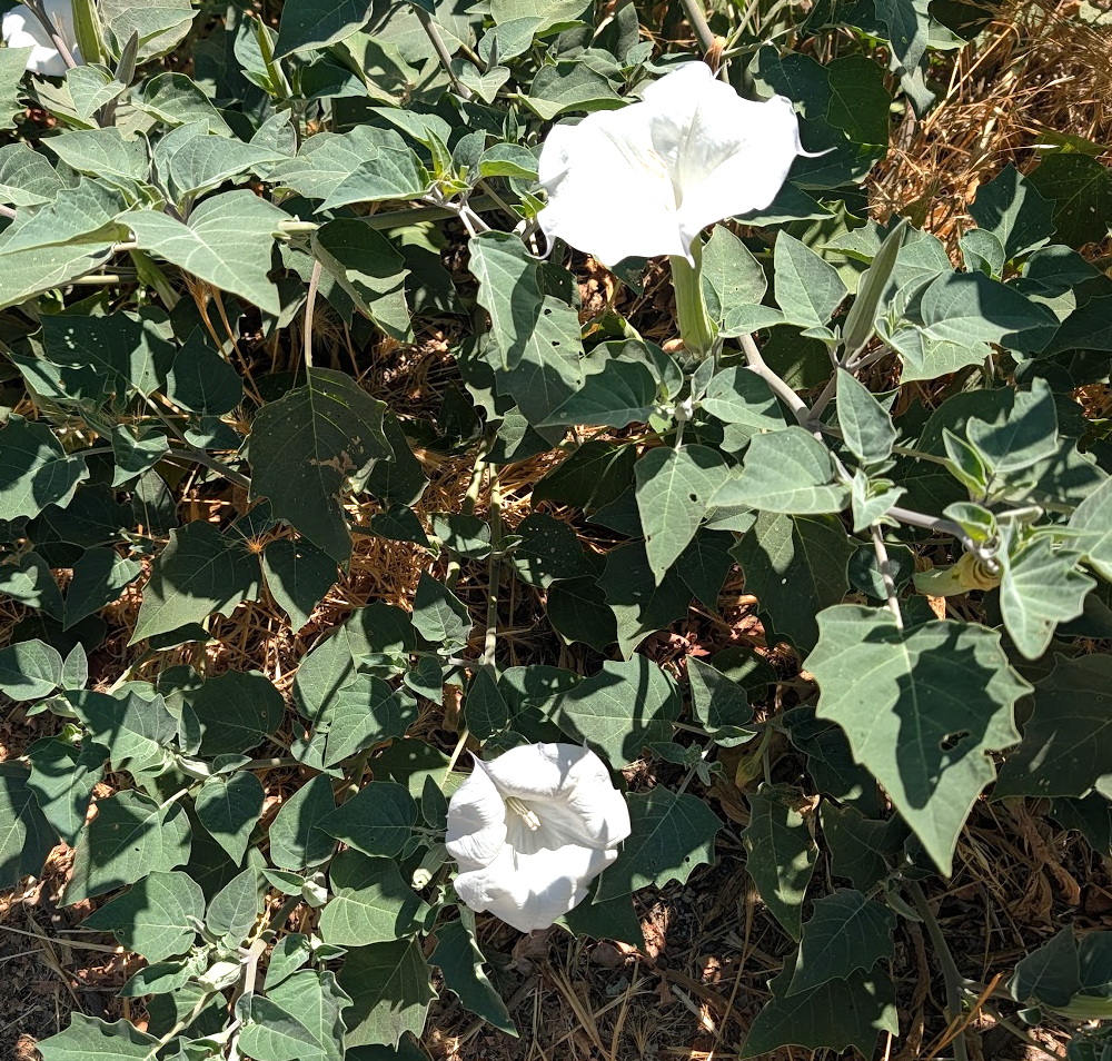 Datura wrightii (meteloides)