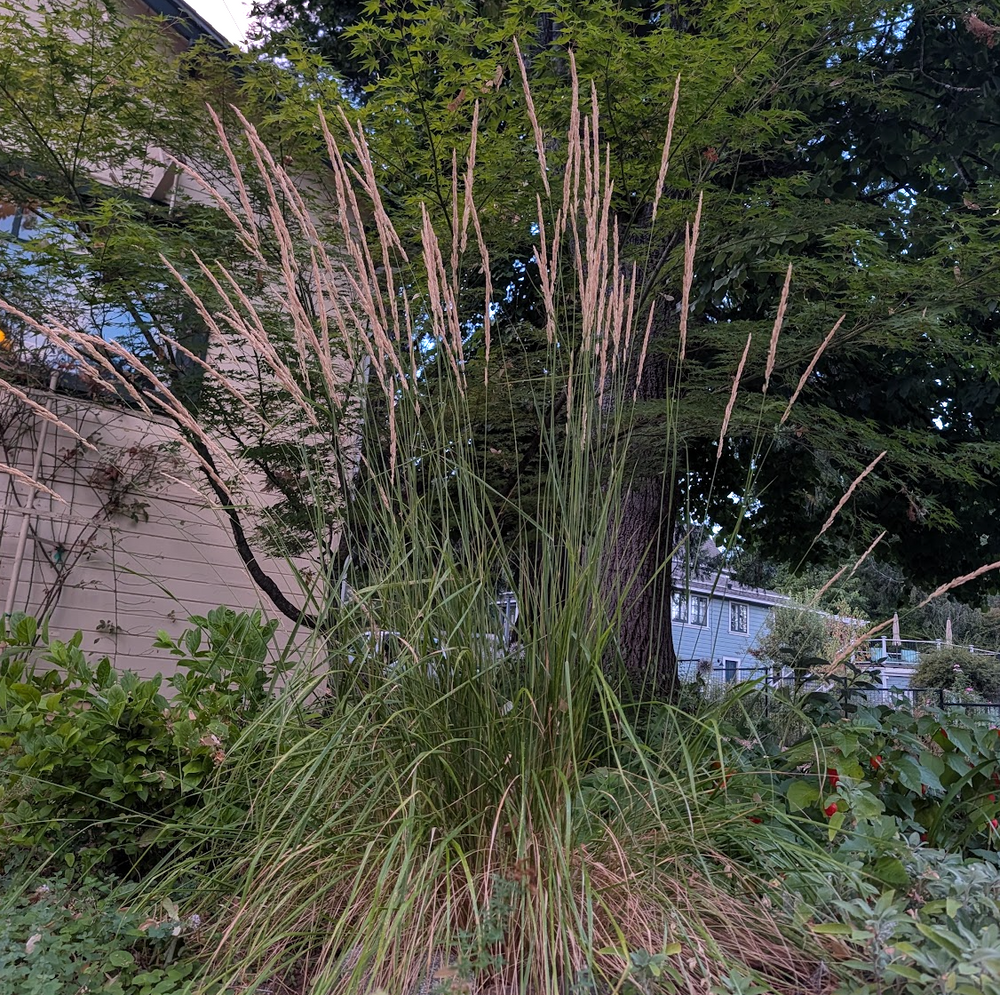 Calamagrostis x acutifolia 'Karl Foerster'