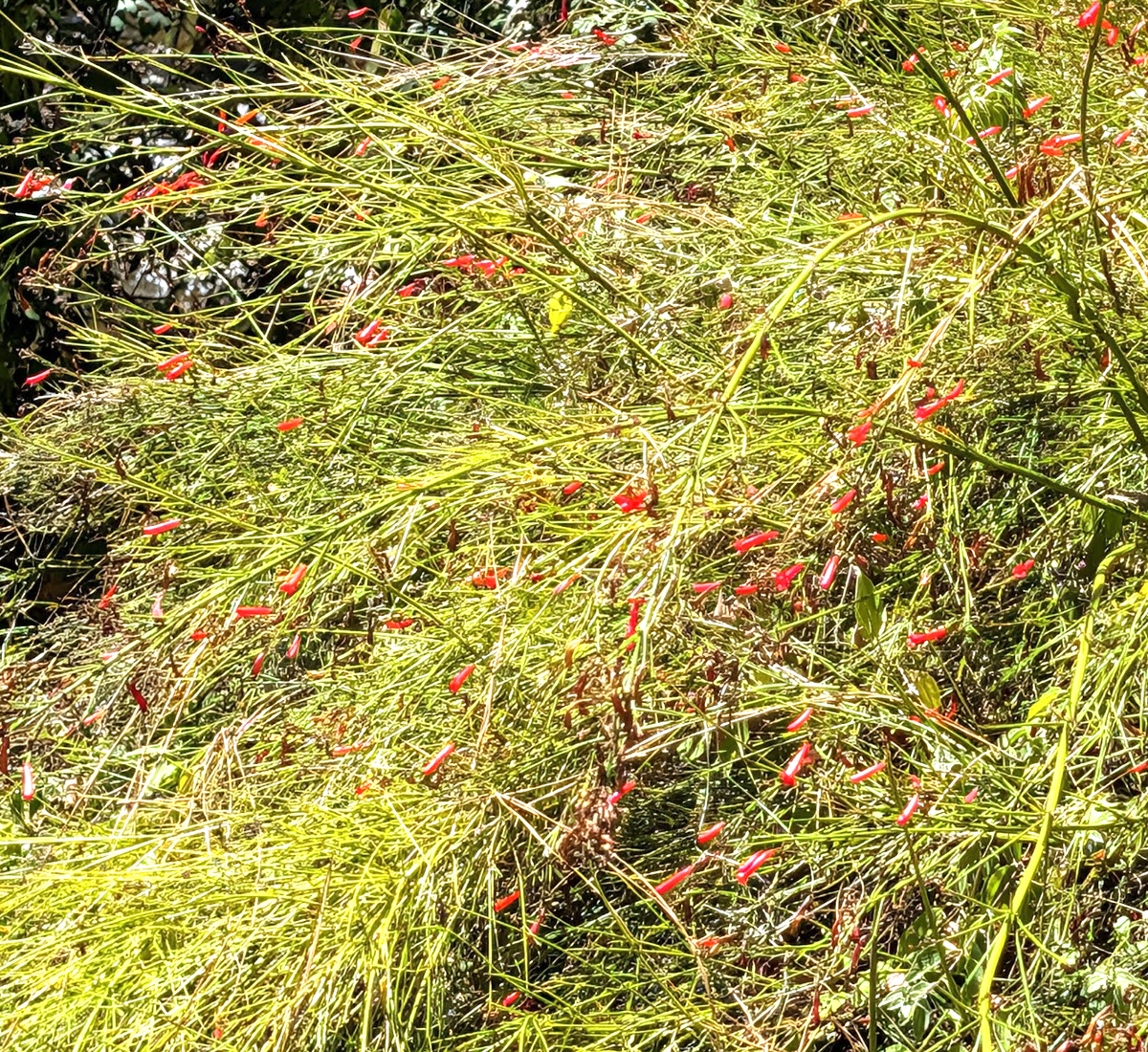 Russelia equisetiformis