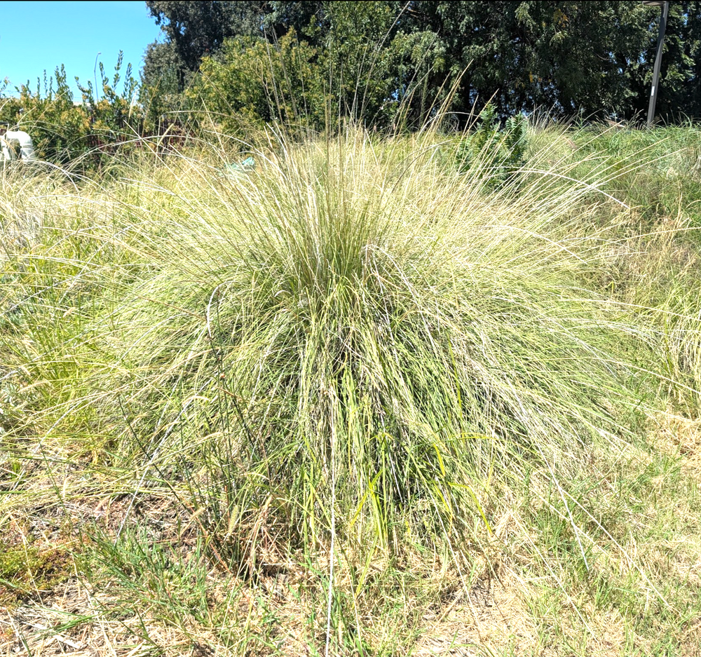 Muhlenbergia rigens