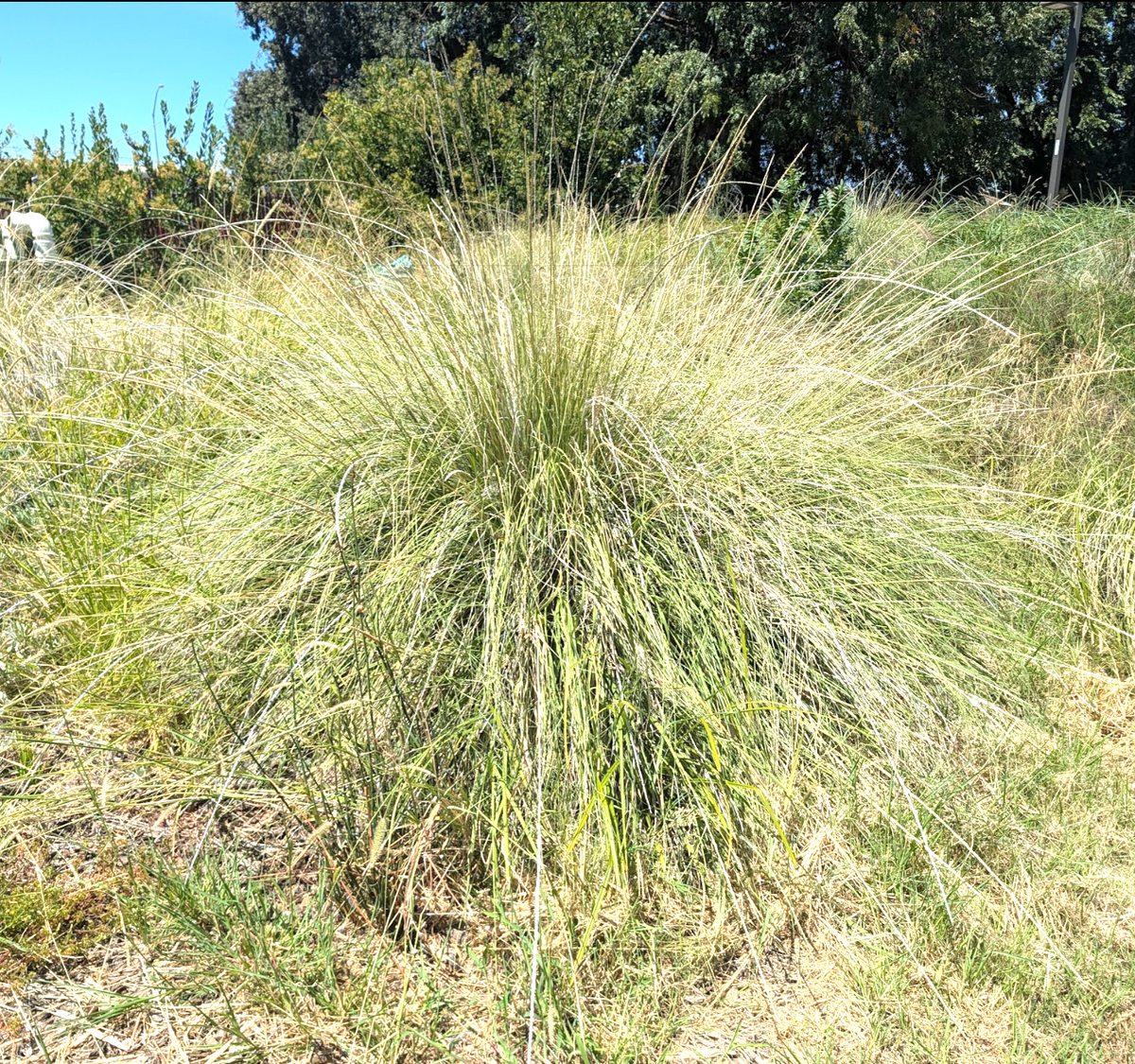 Muhlenbergia rigens