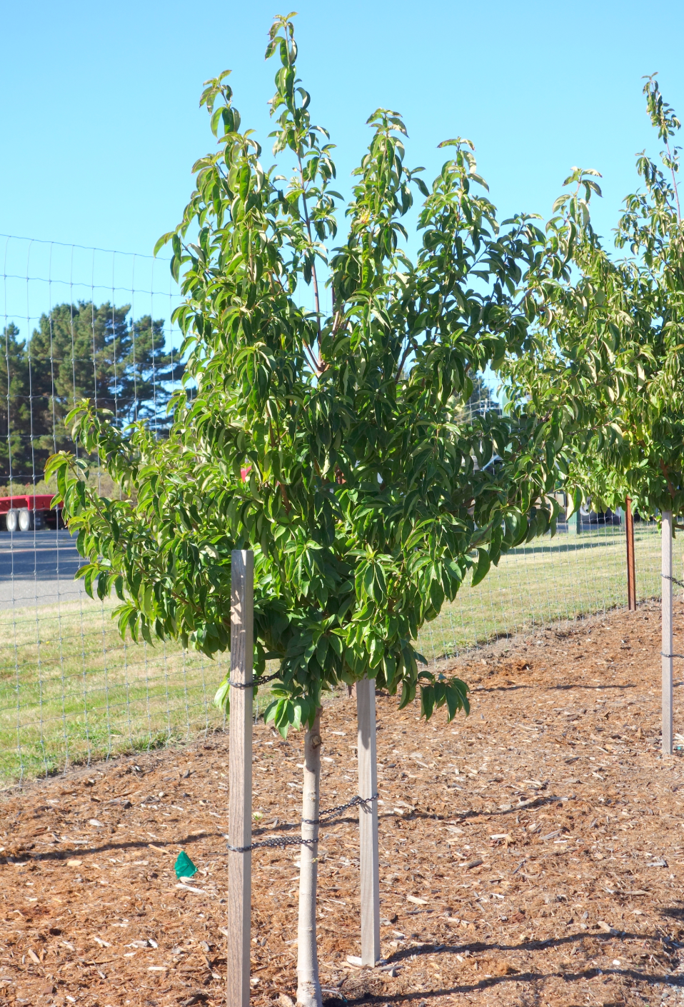 Cornus capitata 'Mountain Moon'