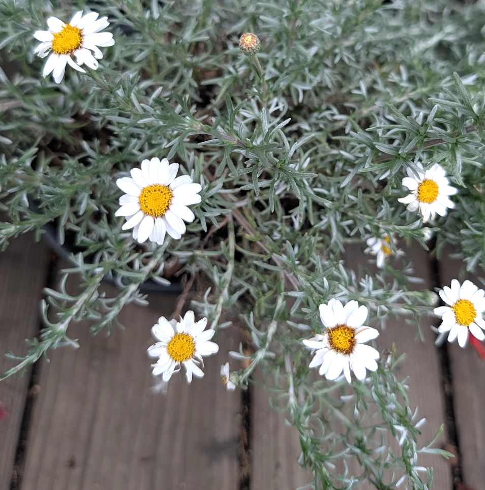 Rhodanthemum species