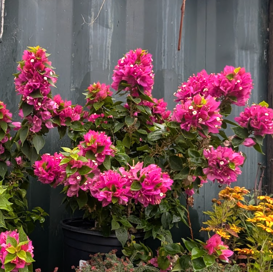 Bougainvillea 'Torch Glow'