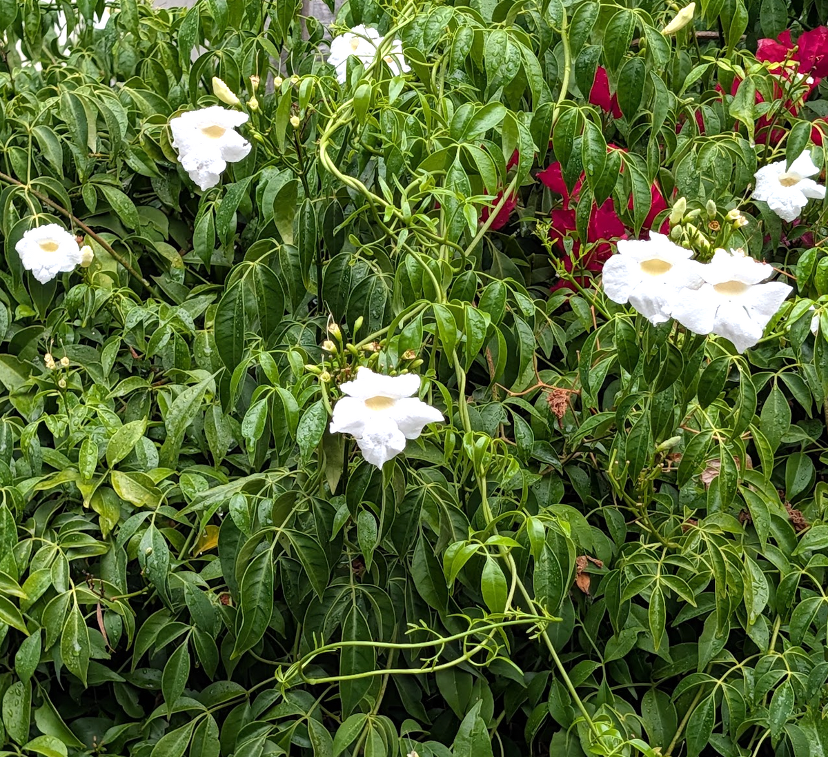 Pandorea jasminoides 'Alba'
