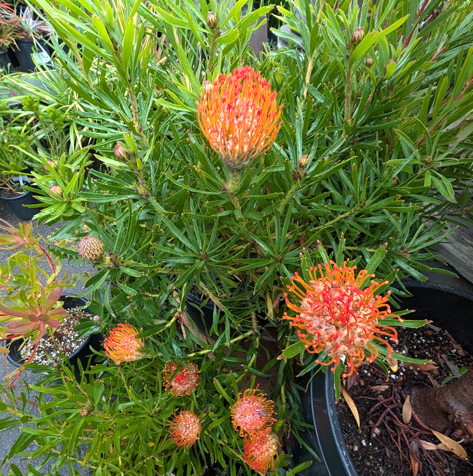 Leucospermum 'Tango'