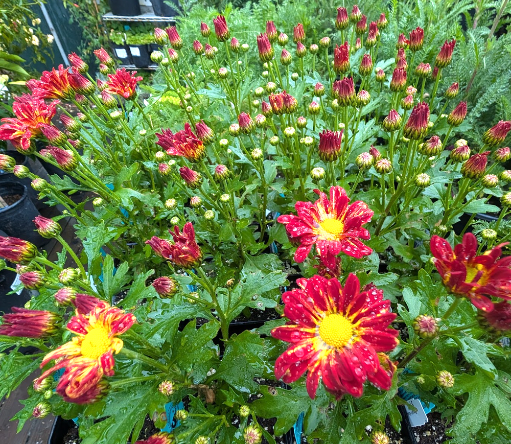 Chrysanthemum Pot 'Rainbow Circus'