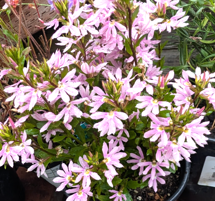 Scaevola aemula Fairy 'Pink'