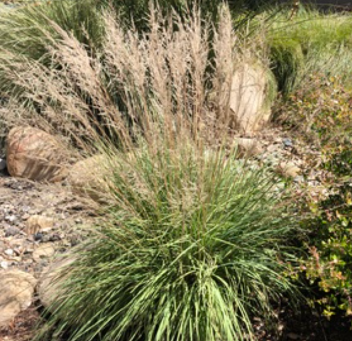 Muhlenbergia emersleyi