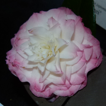 Camellia japonica 'Nuccio's Pearl'