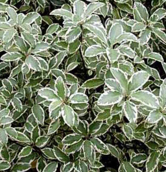 Pittosporum tenuifolium 'Marjorie Channon'