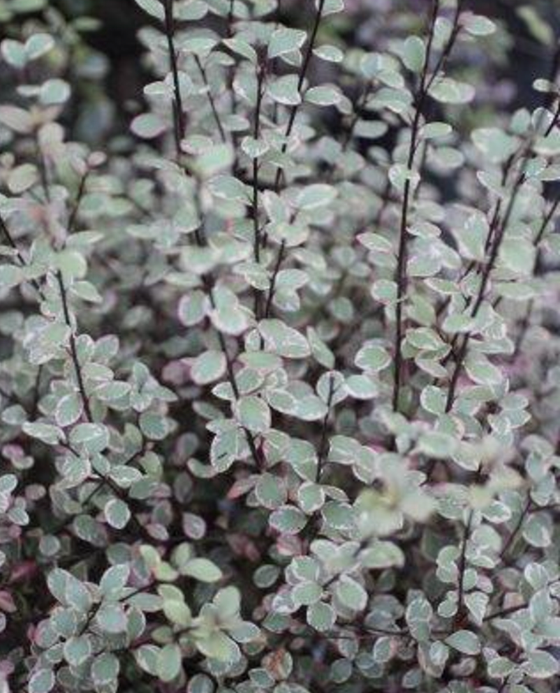 Pittosporum tenuifolium 'Silver Magic'