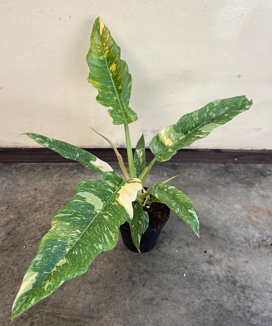 variegated philodendron ring of fire #0210-153 rooted philodendron ring of fire. (Regular)