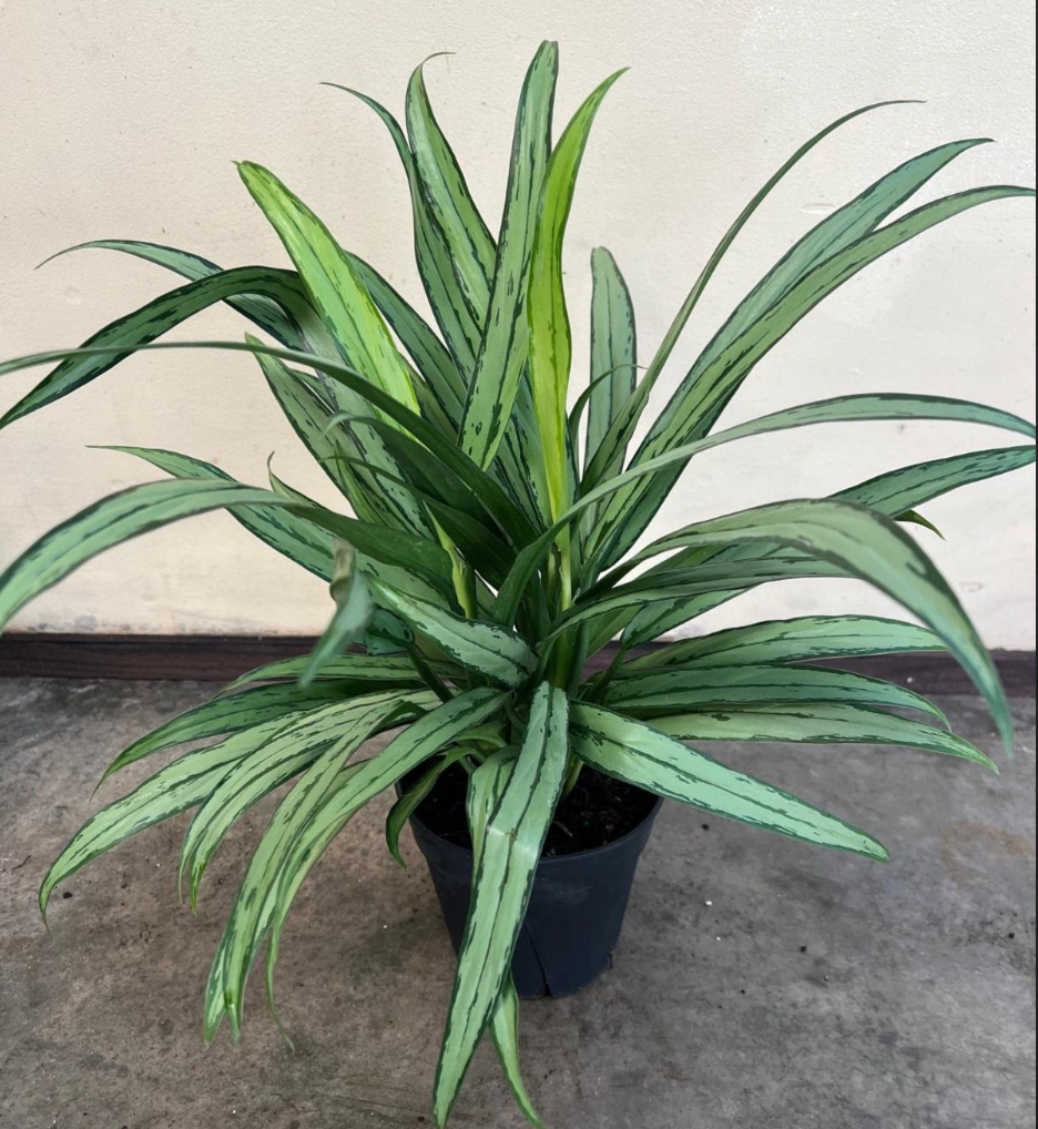 aglaonema cutlass care Aglaonema 'Cutlass' – Heron's Head Nursery