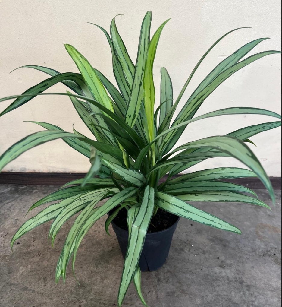 Aglaonema 'Cutlass'