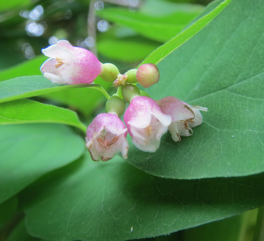 Symphoricarpos albus