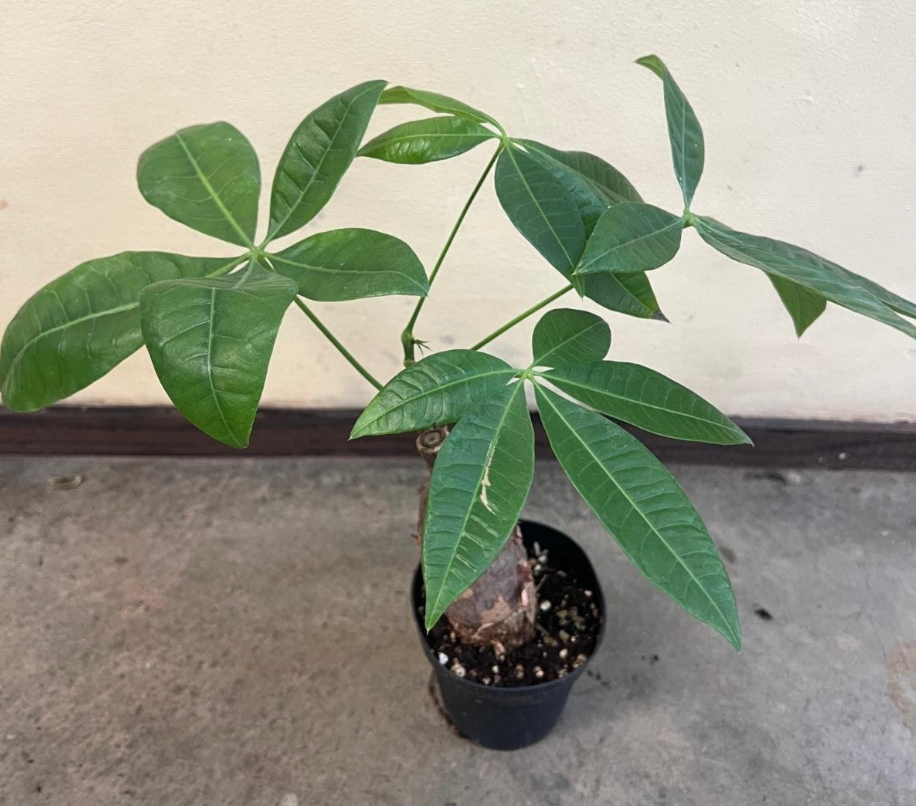 Pachira