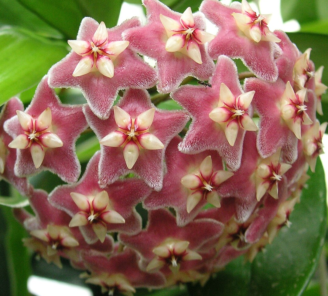 Hoya pubicalyx 'Splash'