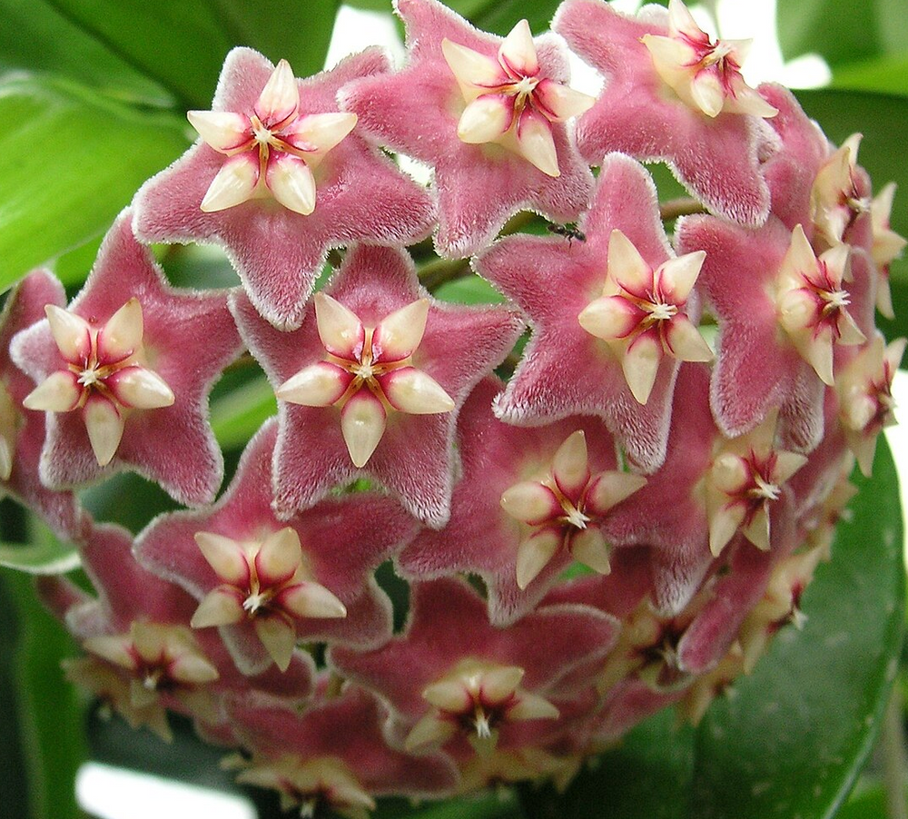 Hoya pubicalyx 'Red Splash'