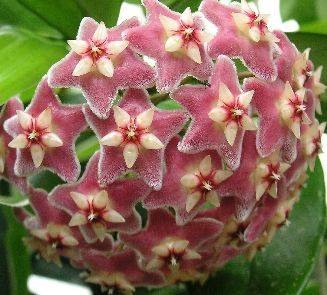 Hoya pubicalyx 'Red Splash'
