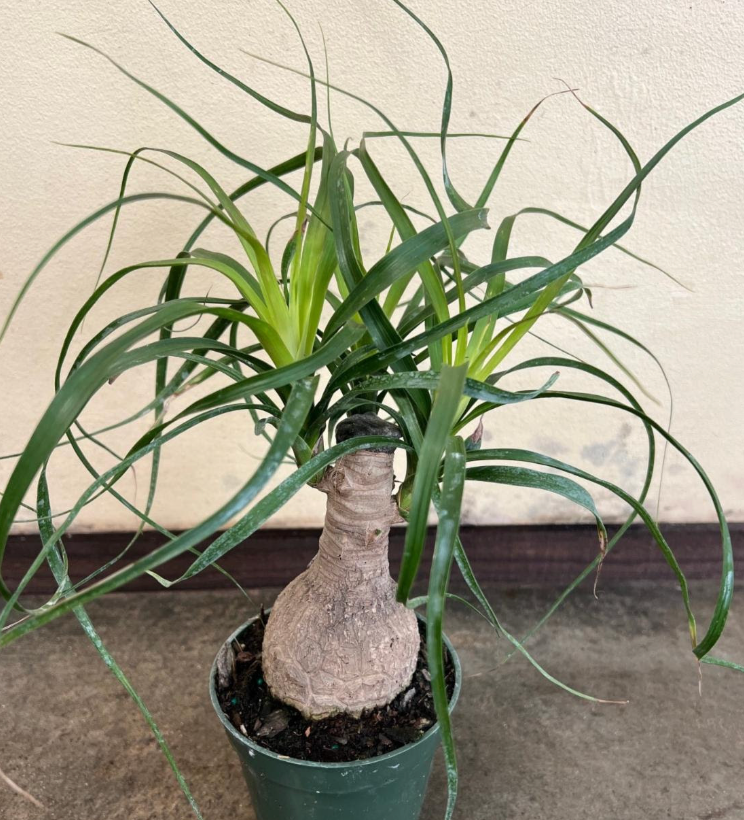 palm ponytail stump Beaucarnea recurvata 6in Ponytail Palm