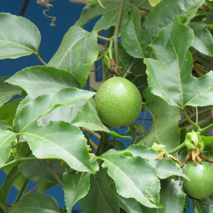 Passiflora edulis (Passionfruit) 'Red Rover'
