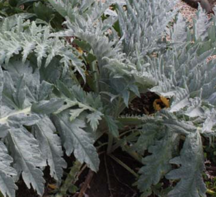 Artichoke 'Green Globe'