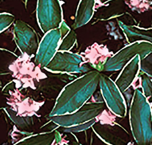 Daphne odora 'Aureomarginata' ('Marginata')