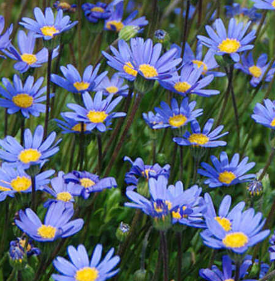 Felicia aethiopica 'Tight and Tidy'