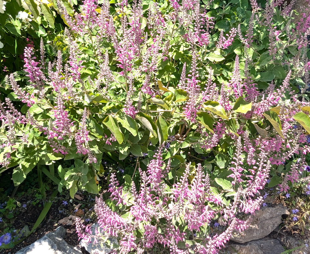 Teucrium betonicum