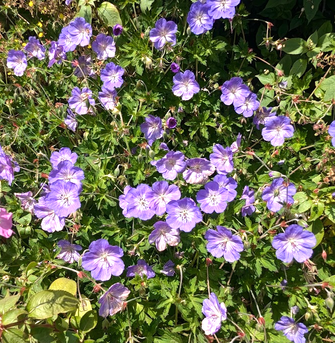 Geranium 'Rozanne'