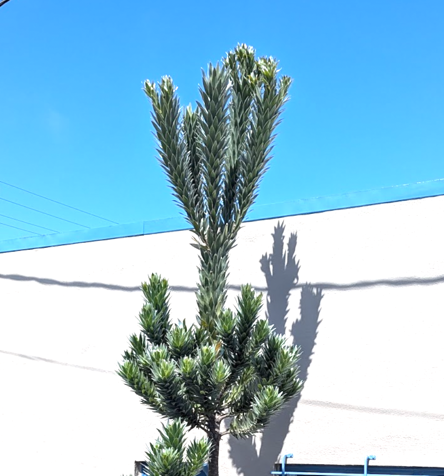 Leucadendron argenteum