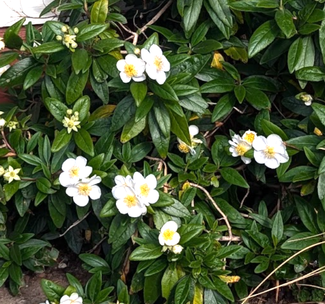 Carpenteria californica