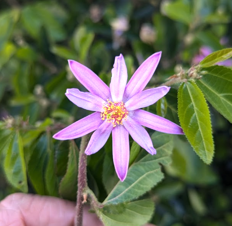 Grewia occidentalis