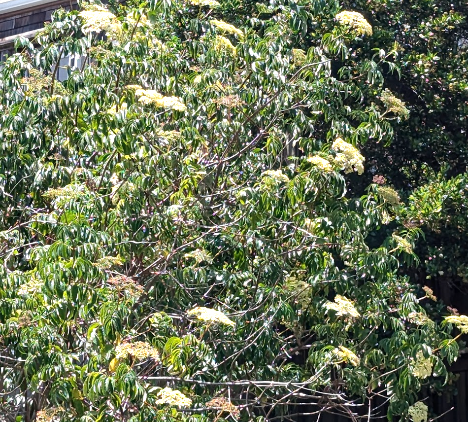 Sambucus mexicana (nigra ssp. caerulea)