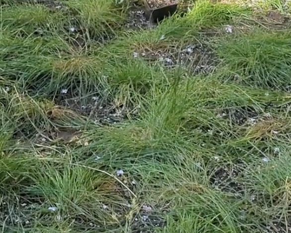 Festuca rubra 'Point Molate'