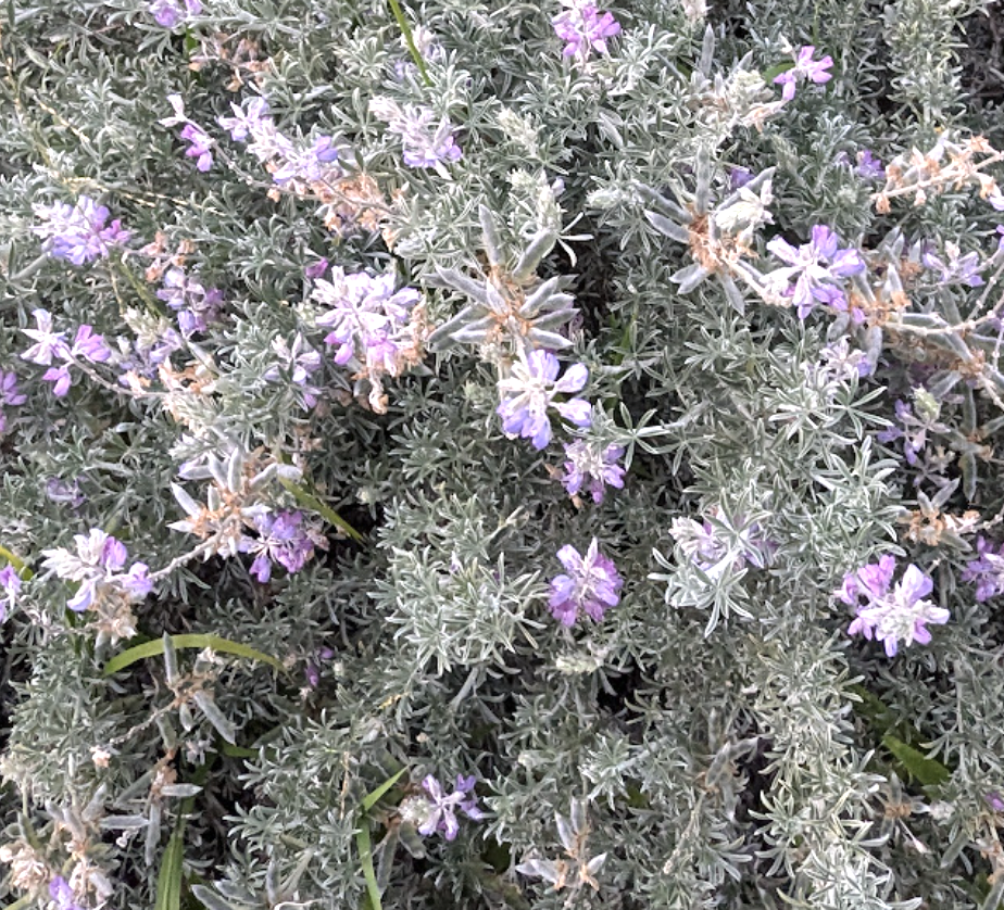 Lupinus albifrons