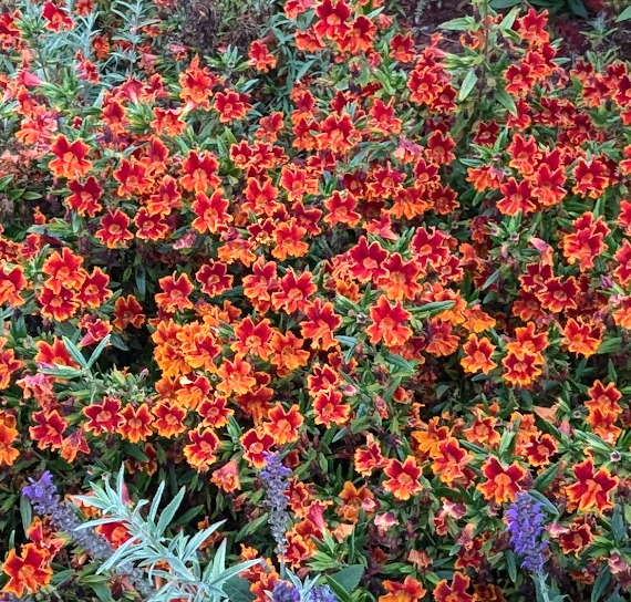 Diplacus (Mimulus) aurantiacus 'Jelly Bean Fiesta Marigold'