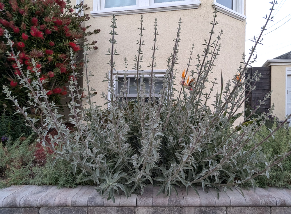 Salvia apiana